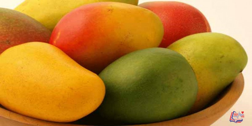 فوائد المانجو المذهلة .. لماذا تسمي المانجو بملكة الفواكه؟