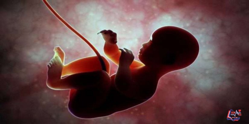 مراحل تكوين الجنين في بطن امه